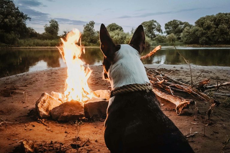 Wohnmobil mieten mit Hund am Lagerfeuer