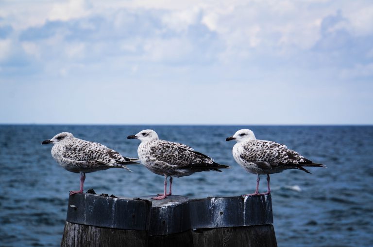 Wintercamping Ostsee - Jetzt die Ostsee im Winter erleben