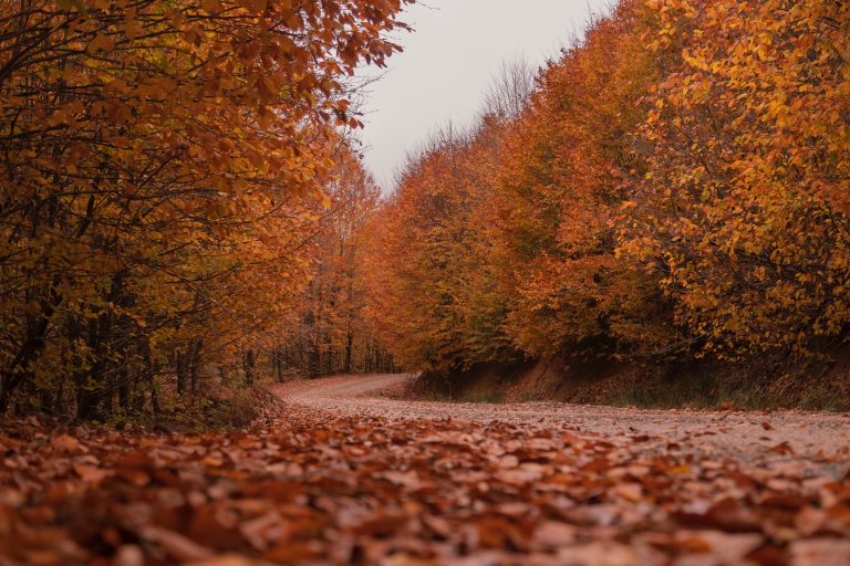 Herbstliche Straße voller Laub