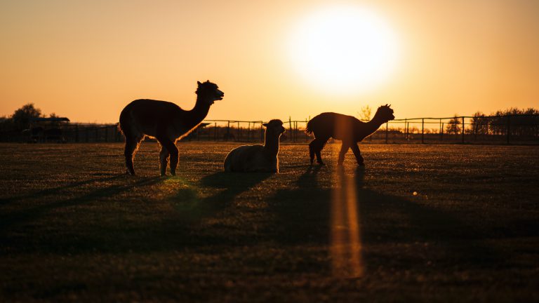 Drei kleine Alpakas bei Sonnenuntergang auf der Weide