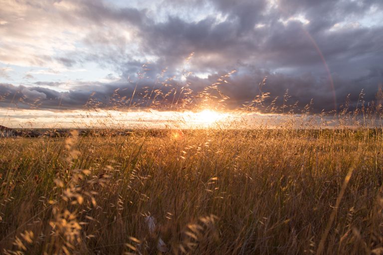 Sonnenuntergang im Feld