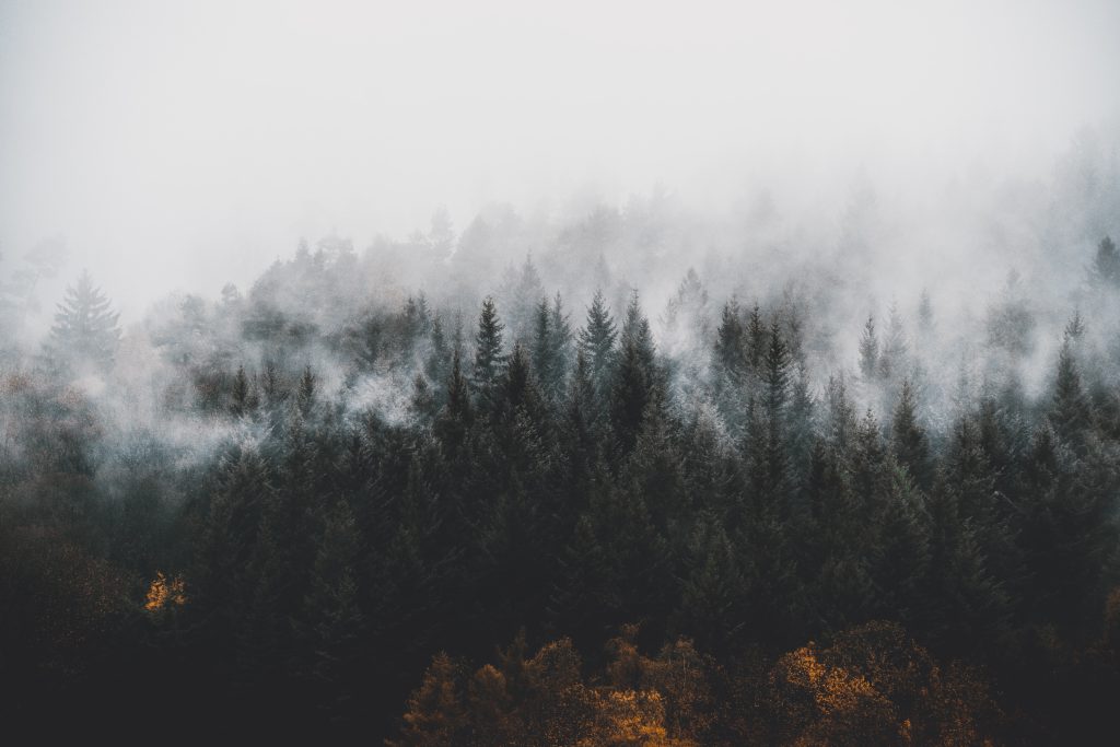 Schwarzwald im Nebel