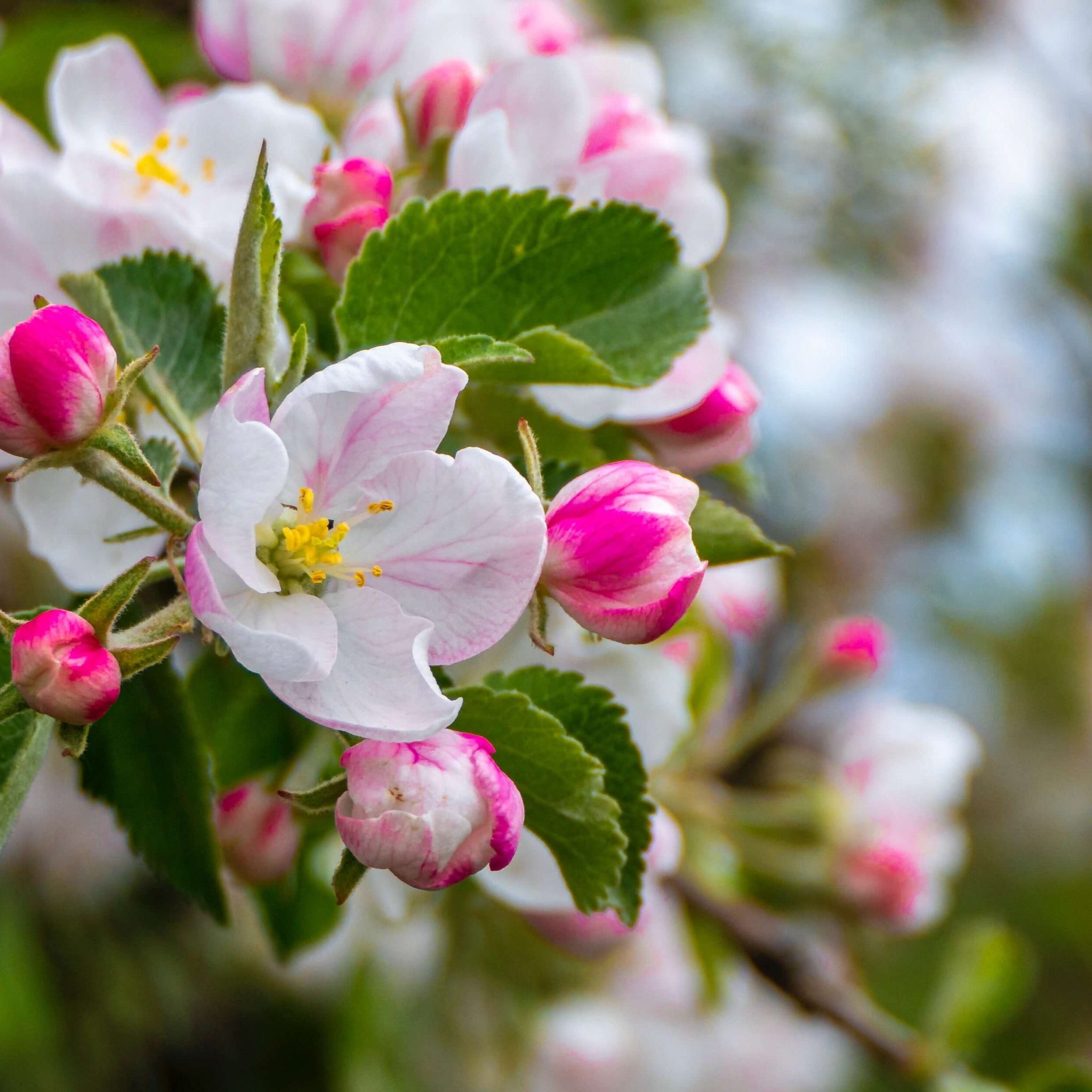 Apfelblüte