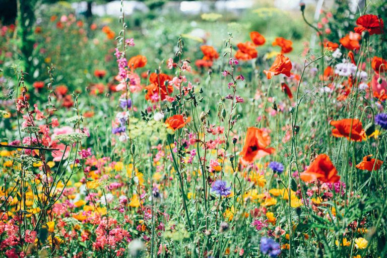 Blumenwiese