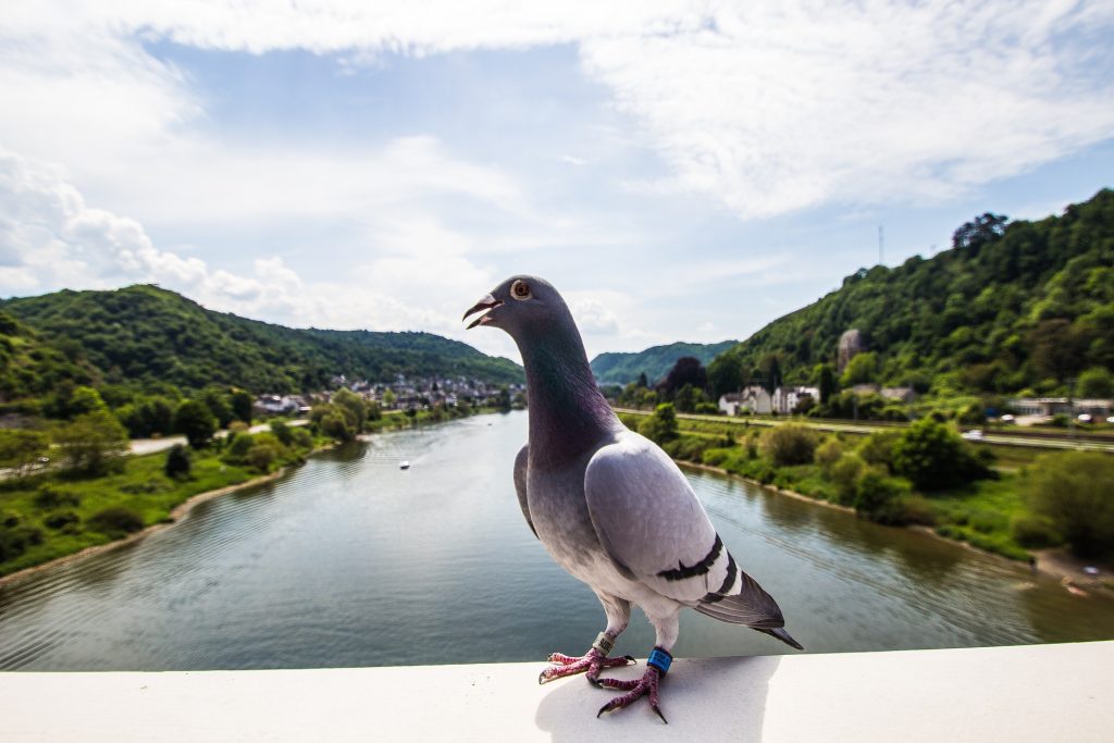 Taube auf einer Brücke im Hintergrund die Mosel und Cochem