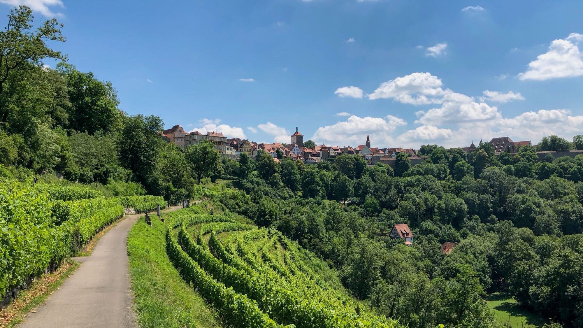 Weinberg im Hintergrund die Stadt