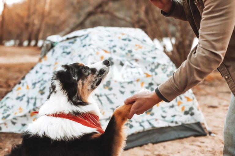 Schwarzer Hund gibt Mensch die Pfote, im Hintergrund ist ein buntes Zelt im Wald