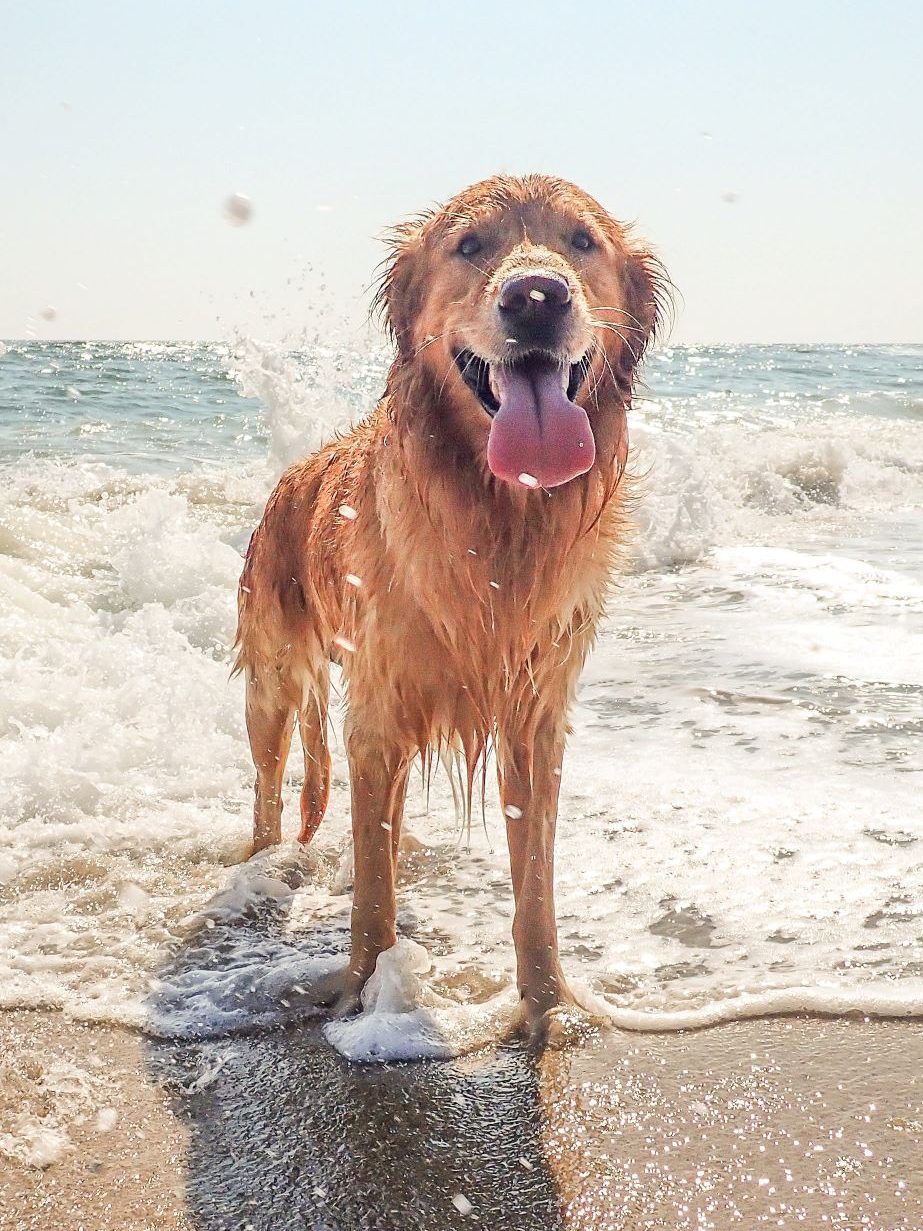 Nasser Golden Retriever am Strand mit ausgestreckter Zunge