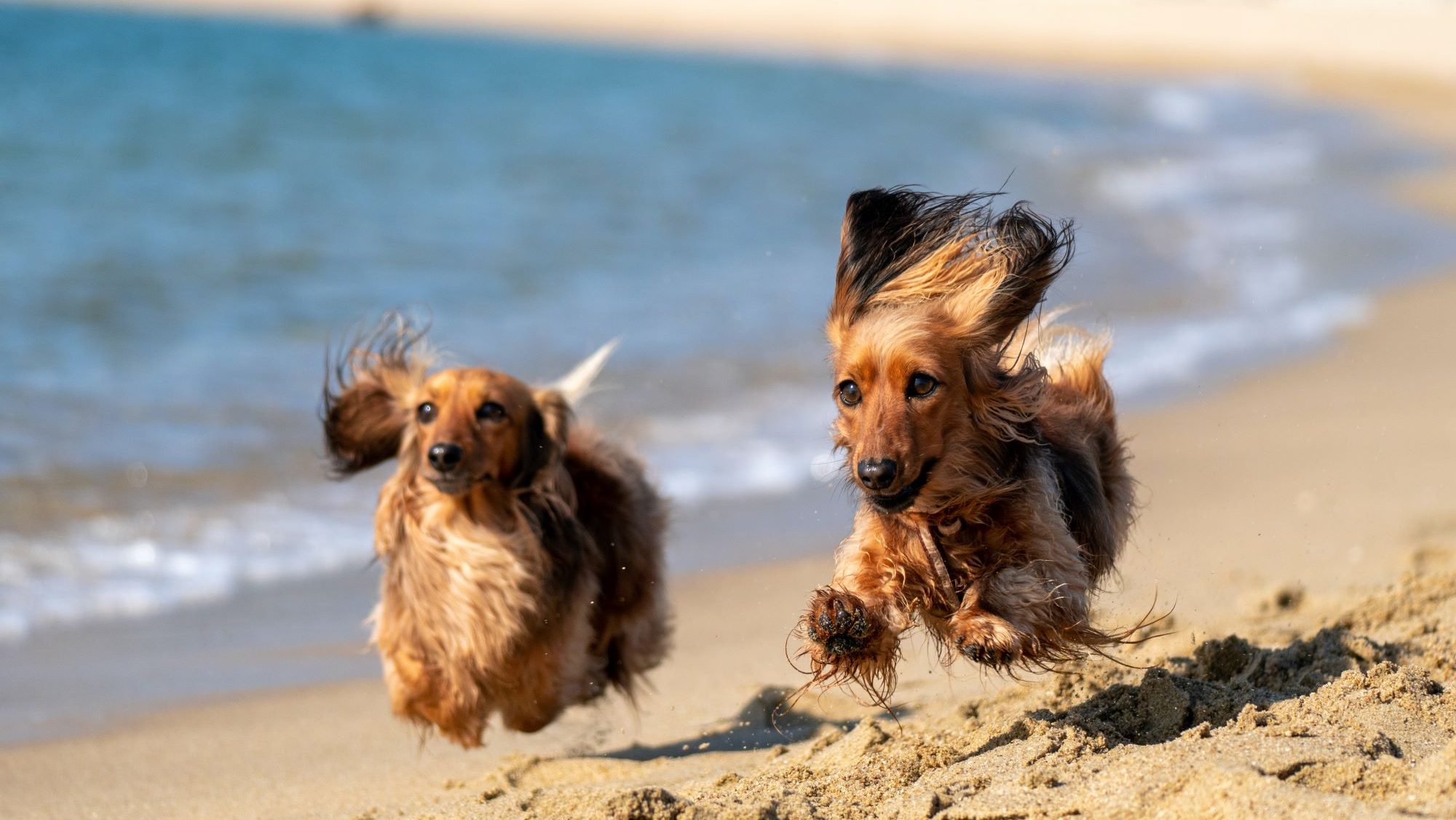 Zwei Dackel rennen am Strand im Hintergrund sieht man das Meer