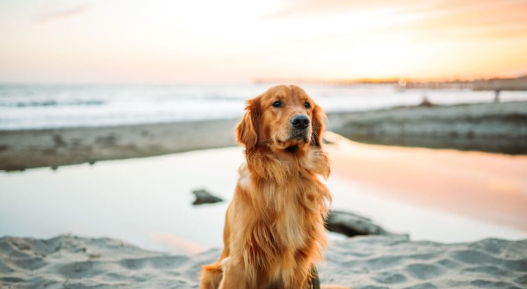 Hund am Strand bei Sonnenuntergang