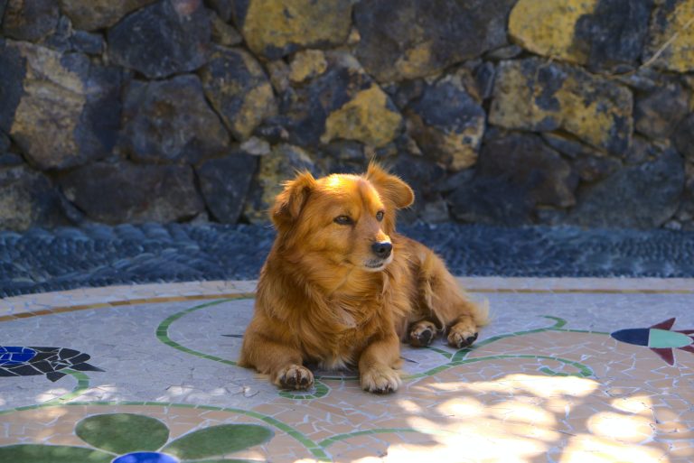 Camping Spanien mit Hund