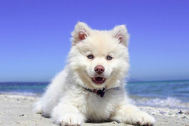 Camping Dänemark mit Hund - Blick auf einen Hund, der an einem Strand liegt.