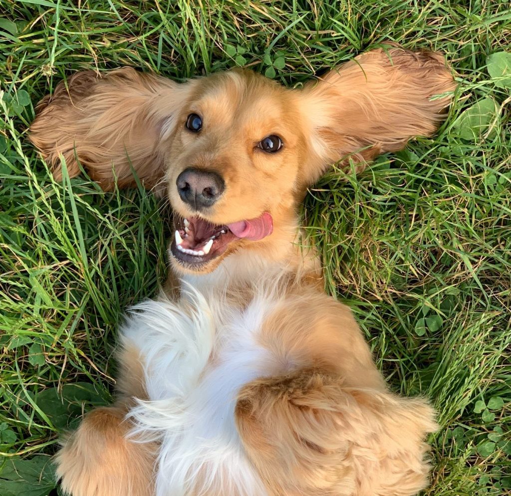 Brauner Hund liegt auf dem Rücken im Gras. Die Zunge ist herausgestreckt.