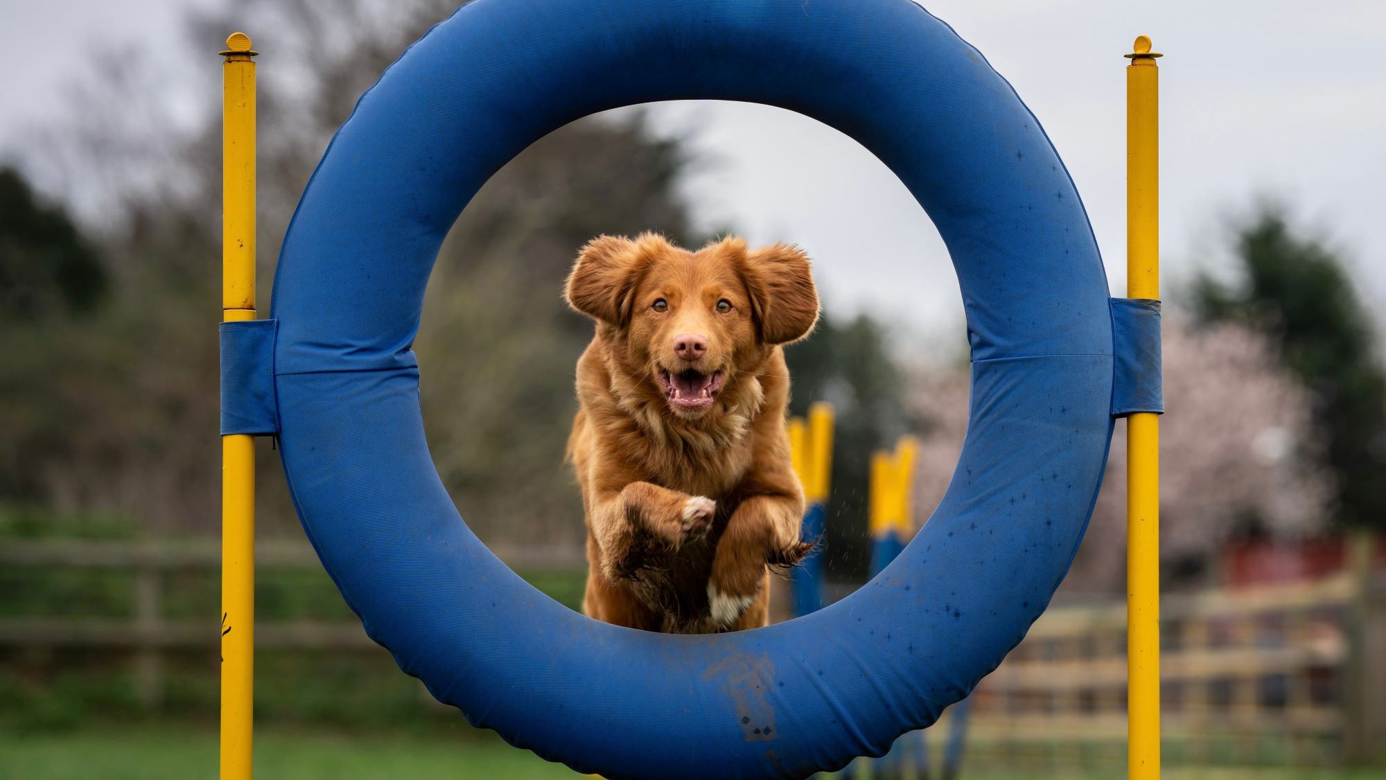 Brauner Hund springt durch einen blauen Reifen in einem Park.