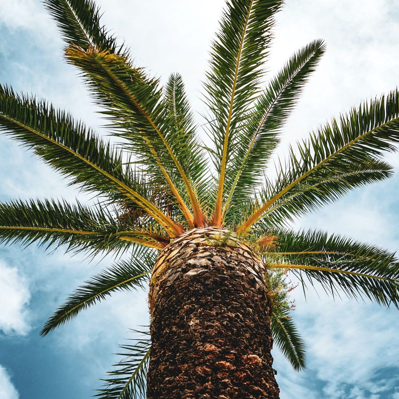 Palme in Trogir von unten nach oben fotografiert. Im Hintergrund der blaue Himmel