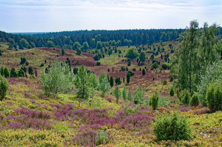 Naturcamping Lüneburger Heide - Blick auf die Landschaft der Lüneburger Heide.