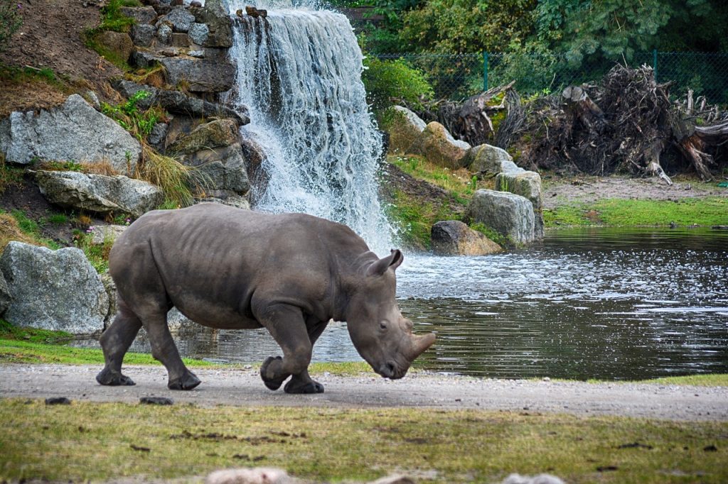 Naturcamping Lüneburger Heide - Blick auf ein Nashorn im Serengeti Park.