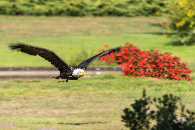 Naturcamping Lüneburger Heide - Blick auf einen fliegenden Adler im Weltvogelpark Walsrode.