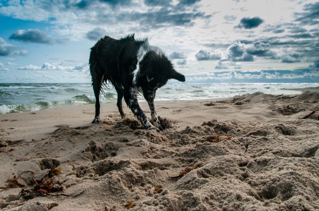 Hund buddelt im Sand