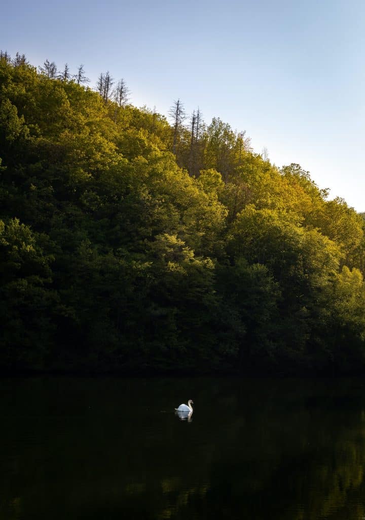 Camping Sauerland - einzelner Schwan auf einem See. Im Hintergrund ist einen steile Böschung 