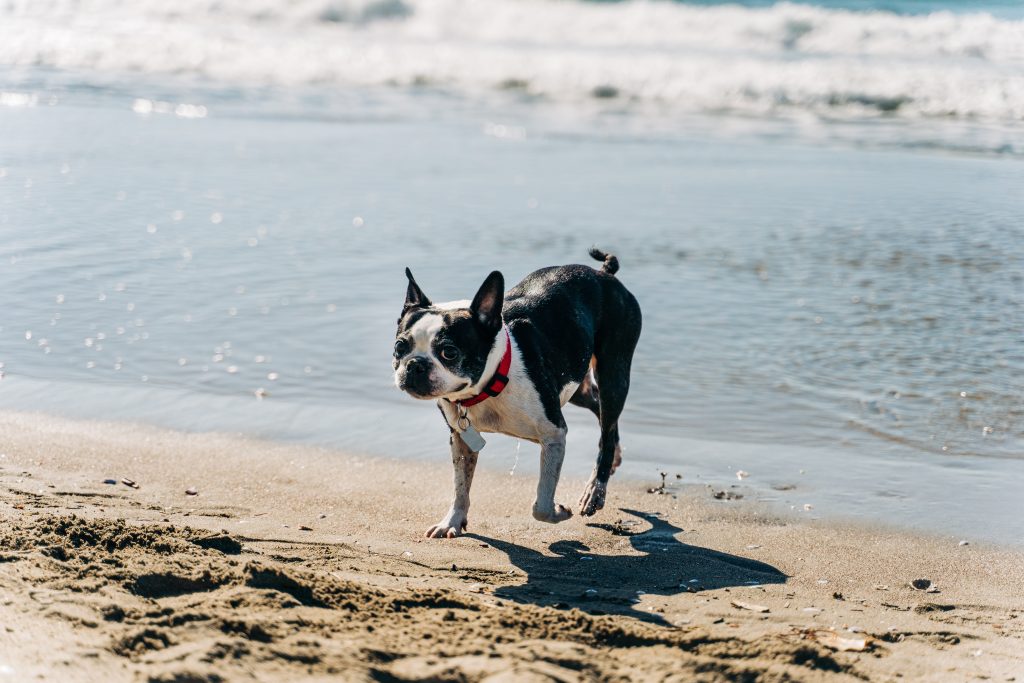 Camping Gardasee mit Hund - Blick auf einen Hund am Strand.