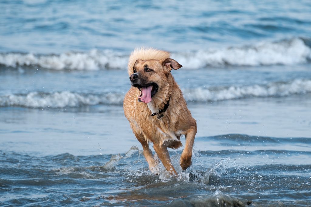 Camping Gardasee mit Hund - Blick auf einen im Wasser laufenden Hund.