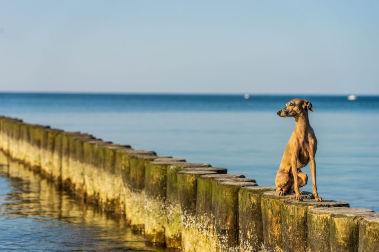 Camping Ostsee mit Hund - Hund auf Steg an der Ostsee