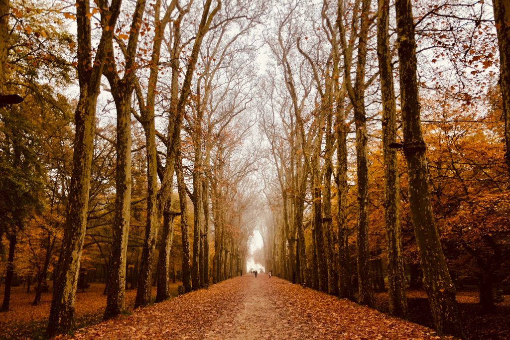 Camping im Herbst - eine Allee aus Bäumen und herbstlichen Bäumen und Blättern