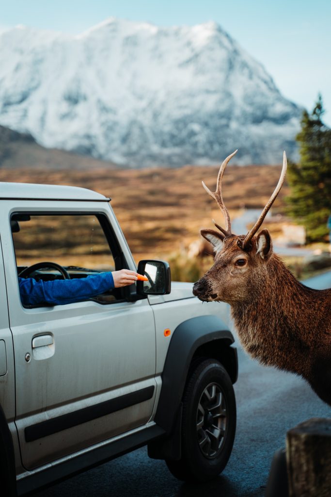 Camping im Herbst - Auto in Schottland aus dem jemand einen Hirsch mit einer Möhre füttert