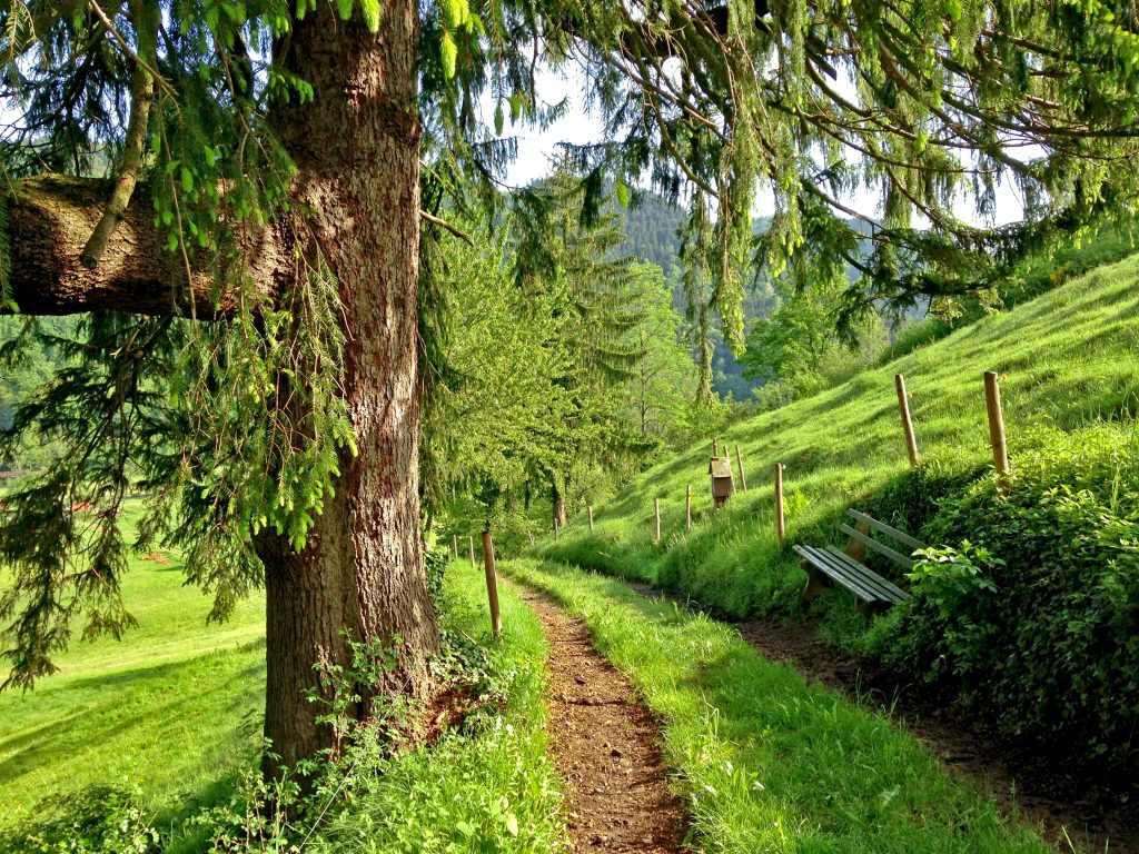 Camping im Herbst - Schwarzwald Wanderweg