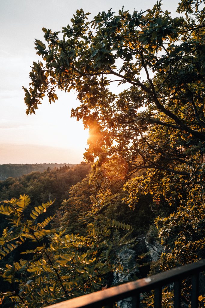 Camping Sächsische Schweiz - Wald im Sonnenuntergang