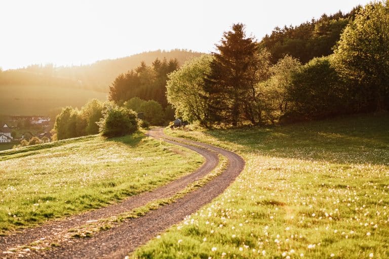 Feldweg mit Bäumen