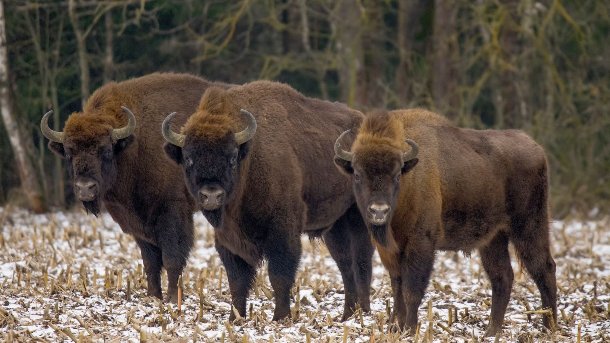 Drei Bisons in einem Wald