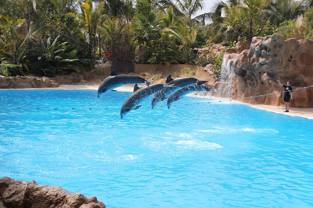 Campingplätze Teneriffa - Blick auf die Delfin Show im Loro Parque. 