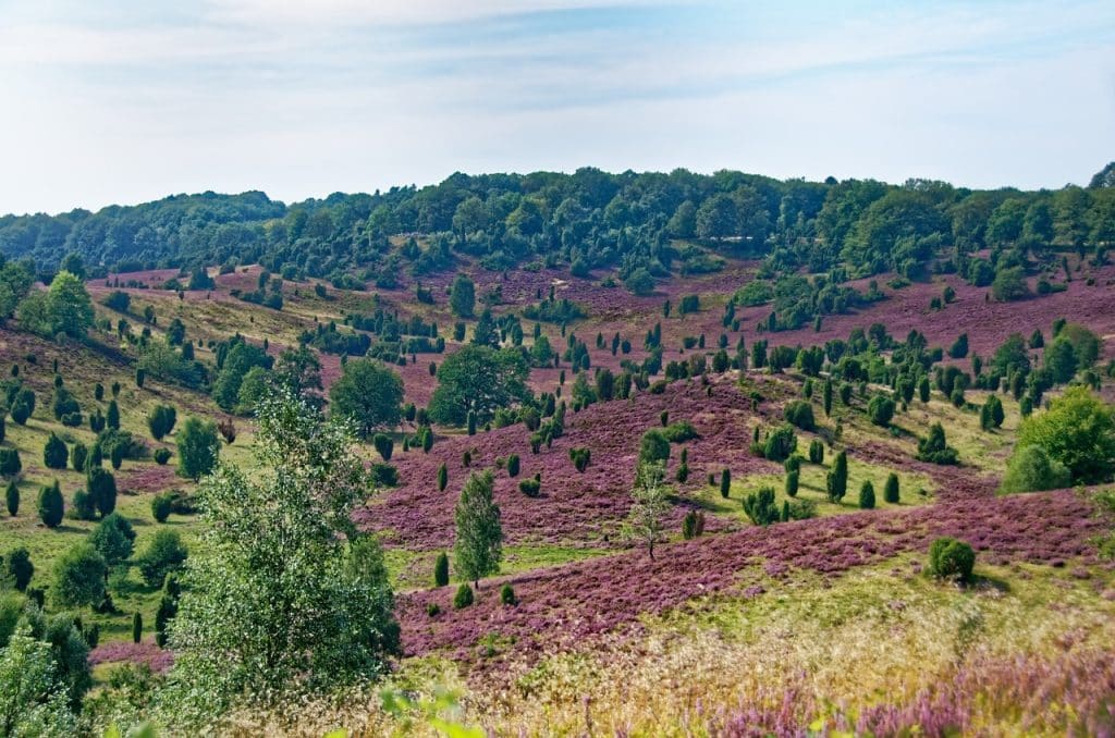 Silvester Camping 2023 - Blick auf die Landschaft der Lüneburger Heide.